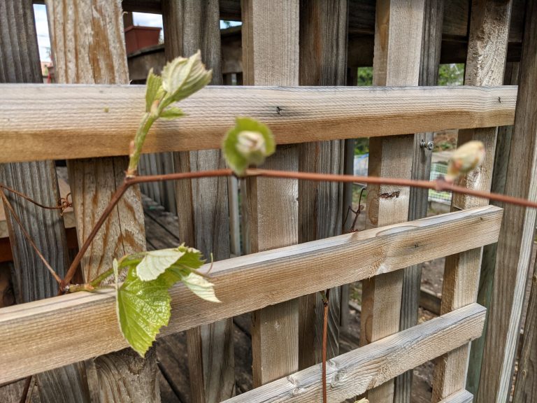 My Black Thumb of a Spring